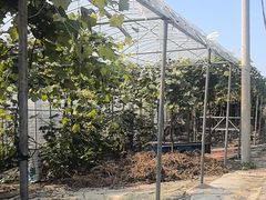 -马陆小张葡萄园农家乐