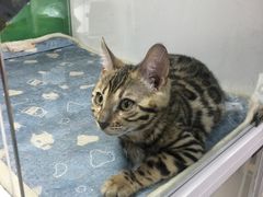-李小姐の猫咖啡馆(五角场店)