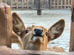 -上海野生动物园