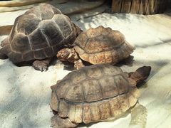 -大连森林动物园