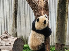 -卧龙中华大熊猫苑神树坪基地
