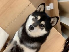 -是阿柴呀！柴犬咖啡·爱喵喵猫咖