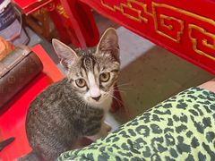 -一只烧鸡公(解放碑店)