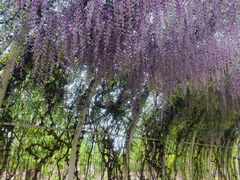 -同里国家湿地公园