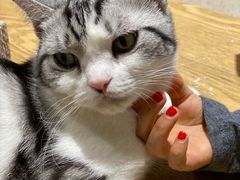-藏猫猫咖啡主题馆(中央大道店)