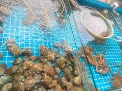 -渡海小渔村.老辈日照菜