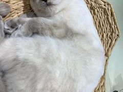 -藏猫猫咖啡主题馆(中央大道店)