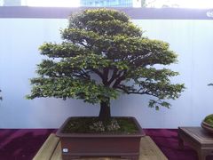 -重庆市江北嘴中央商务区中央公园