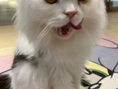 -momokira米努特·德文卷毛猫·棉花面纱犬