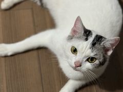-老吴的猫·猫舍(新区店)