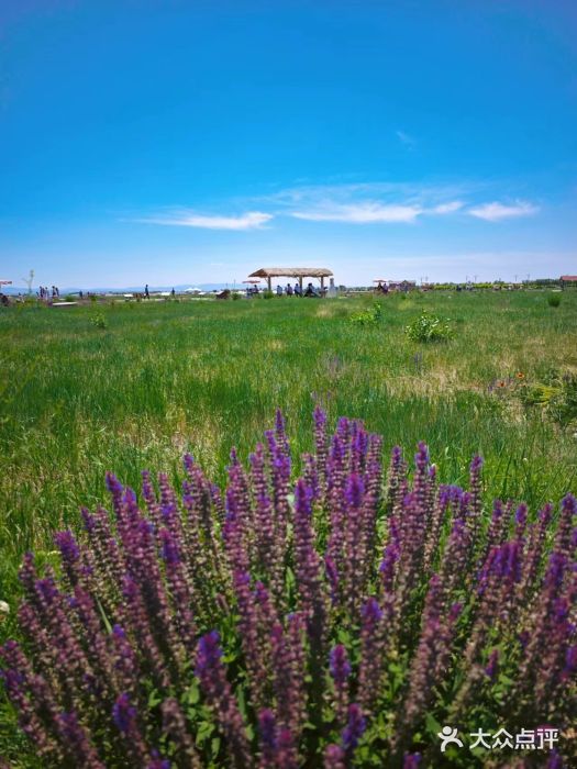 敕勒川草原图片
