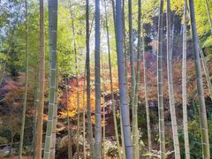 -常寂光寺