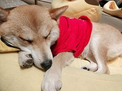 -逗柴咖啡屋·狗咖猫咖宠物桌游