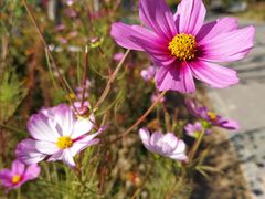 -永定河休闲森林公园