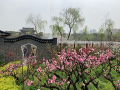 -南汇桃花村