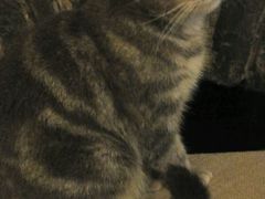 android_upload_pic-猫色咖啡·猫咖
