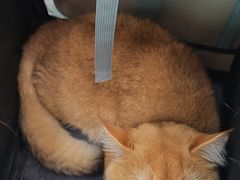 -纳吉亚猫专科动物医院·北北分院