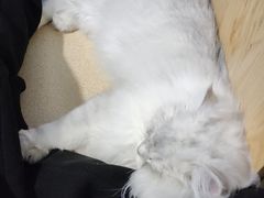 -猫大福·Fortune Cat猫舍(百子湾店)