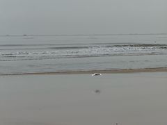 -日照海滨国家森林公园