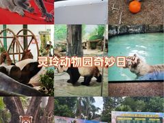 -灵玲国际马戏城