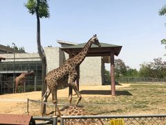 -石家庄市动物园