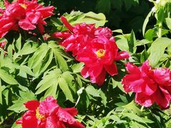 -国家植物园南园