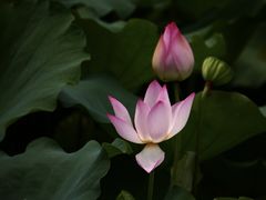 -红山村