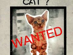 -70cat德文卷毛猫·缅因猫纯种猫舍