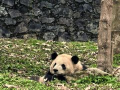-都江堰中华大熊猫苑