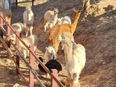 -石家庄市动物园