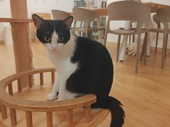 -有喵·猫咖·狗咖·30几只猫10只小狗(岗厦店)