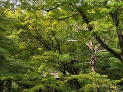 -常寂光寺