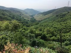 -东明山森林公园