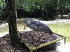 -新加坡飞禽公园