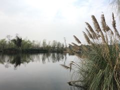 -白鹭湾湿地公园