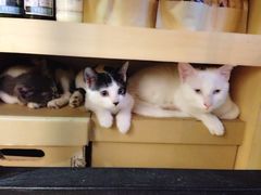 猫-MIKAKU(万达广场上海宝山店)