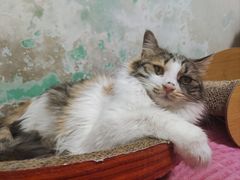 -宠福鑫康馨动物医院·骨科·眼科