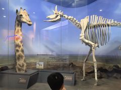 -国家自然博物馆