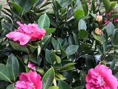 -深圳国际园林花卉博览园