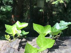 -梦姑塘文化公园