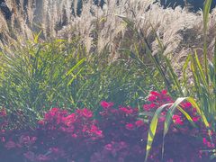 -墨尔本皇家植物园