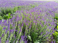 -扁都口生态休闲旅游区