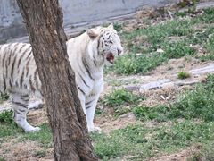 -石家庄市动物园