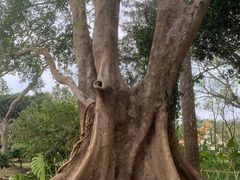 -中国科学院西双版纳热带植物园