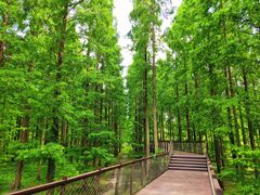 -黄海国家森林公园