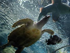 -上海海洋水族馆