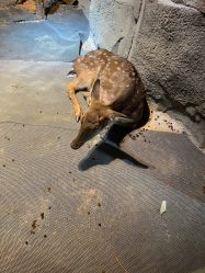 -酷嗒动物文化乐园(cutezoo西溪乐天城店)