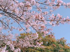 -高东镇樱花园