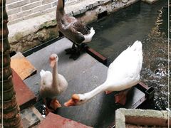 -优之名鹅城