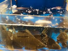 -姜君·千岛湖鱼头馆(浦东大道店)